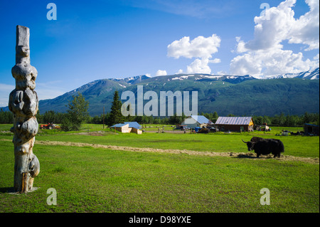 Kreis F Ranch, Tibetan Yak Farm, Edgartown Autobahn, untere Tonsina; Alaska, USA Stockfoto