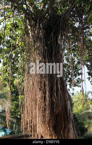 Indische Banyan-Baum Stockfoto