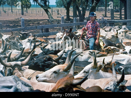 Ein junger Cowboy zu Pferd hilft Runde Palette Rinder mit auf einer Ranch in der Nähe von Kissimmee, ein Zentrum für die Rindfleischindustrie in Zentral-Florida, USA. Stockfoto