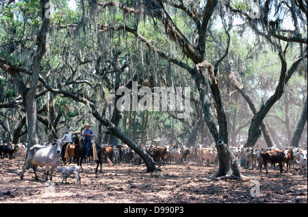 Cowboys runden Bereich Rinder, die Schatten unter den bemoosten Bäumen auf einer Ranch in der Nähe von Kissimmee, ein Zentrum für die Rindfleischindustrie in Florida/USA gesucht haben. Stockfoto