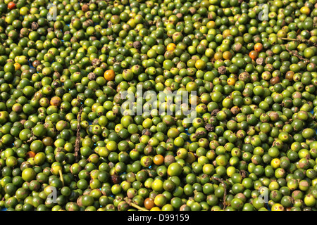 Unreife Steinfrüchte des schwarzen Pfeffers ausgebreitet trocknen Kerala Indien Stockfoto