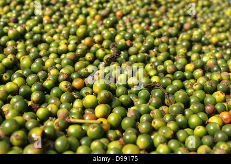 Unreife Steinfrüchte des schwarzen Pfeffers ausgebreitet trocknen Kerala Indien Stockfoto