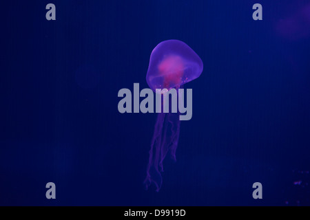 Leuchtende Farbe Quallen - glänzend Stockfoto