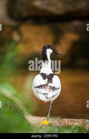 Avocet - Recurvirostra avosetta - benannt nach seinem gekrümmten Schnabel, den es verwendet, um Futter zu filtern. Stockfoto