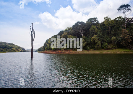 Toter Baum in einem See, Thekkady See, Thekkady, Periyar Nationalpark, Kerala, Indien Stockfoto