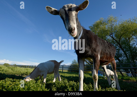 Kindermädchen und junge Ziege auf einer Farm in Oregon Wallowa Valley. Stockfoto