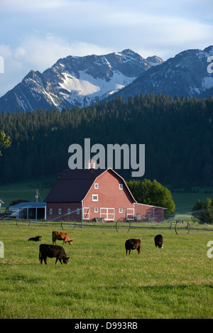 Kühe auf einem Bauernhof im Wallowa Valley, Oregon. Stockfoto