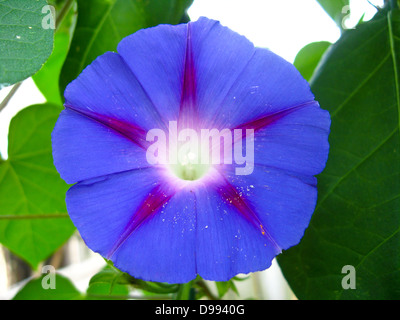 schöne Blume blaue Ipomoea ist sehr bunt Stockfoto