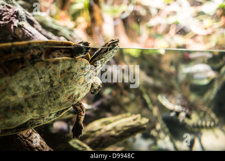 BALTIMORE, Maryland – Eine Schildkröte atmet im National Aquarium am Inner Harbor in Baltimore, Maryland, durch das Glas eines Tanks. Stockfoto