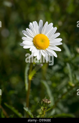 Leucanthemum vulgare, auch als oxeye Daisy bekannt Stockfoto