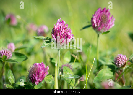 Rotklee (Trifolium pratense) Stockfoto