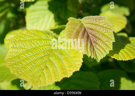 Nahaufnahme der Blätter auf einem Hasel (Corylus avellana). Stockfoto