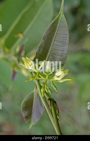 Wachs Leaved Kletterer, Indische Sarsaparille, Cryptolepis buchananii Stockfoto