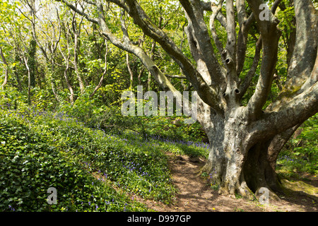 Alte Buche in einem Cornish Waldgebiet, UK Stockfoto
