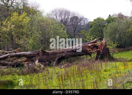 Alter Baum durch einen Sturm, Wales, UK geblasen. Stockfoto