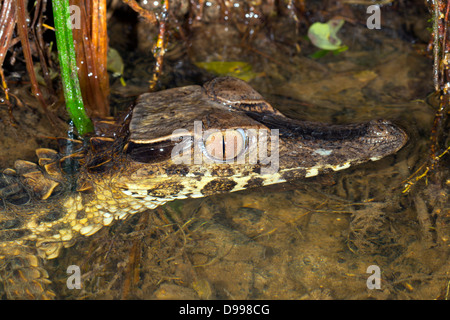 Zwerg-Kaiman (Palaeosuchus Trigonatus) in einem Regenwald-Bach in der Nacht im Osten Ecuadors Stockfoto