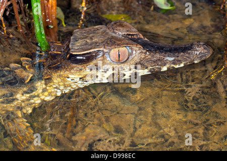 Zwerg-Kaiman (Palaeosuchus Trigonatus) in einem Regenwald-Bach in der Nacht im Osten Ecuadors Stockfoto