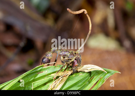 Bullet Ant (Paraponeragroße Clavata) durch einen Cordyceps Pilz infiziert. Stockfoto