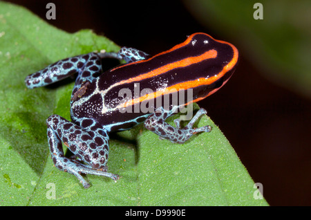 Amazonas Poison Frog (Ranitomeya Ventrimacula), Ecuador Stockfoto