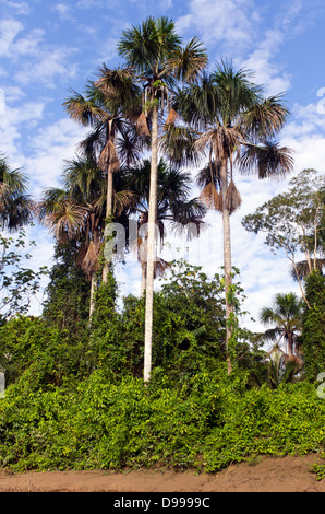 Moriche-Palmen (Mauritia Flexuosa) an einem Flussufer im ecuadorianischen Amazonasgebiet wächst Stockfoto