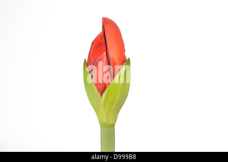 Amaryllis (hip Filiale Rum) Stockfoto