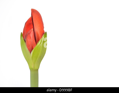 Amaryllis (hip Filiale Rum) Stockfoto