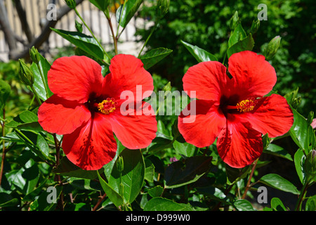 Roter Hibiskus Blumen im Garten, Pefkos, Rhodos (Rodos), die Dodekanes, Süd Ägäis, Griechenland Stockfoto