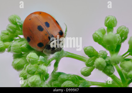 Marienkäfer auf grünem Laub, Makro Stockfoto