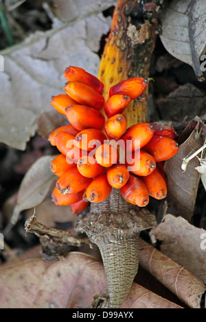 Amorphophallus bulbifer Stockfoto