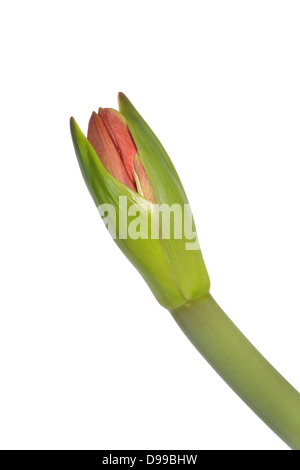 Amaryllis hip Filiale Rum Hippeastrum Stockfoto