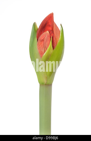 Amaryllis hip Filiale Rum Hippeastrum Stockfoto