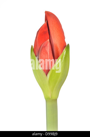 Amaryllis hip Filiale Rum Hippeastrum Stockfoto