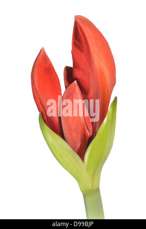 Amaryllis hip Filiale Rum Hippeastrum Stockfoto