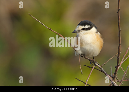 Maskiert Shrike, Lanius Nubicus, Maskenwürger, Maskenwuerger Stockfoto