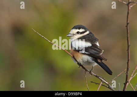 Maskiert Shrike, Lanius Nubicus, Maskenwürger, Maskenwuerger Stockfoto