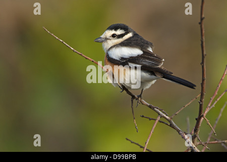 Maskiert Shrike, Lanius Nubicus, Maskenwürger, Maskenwuerger Stockfoto