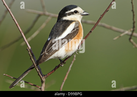 Maskiert Shrike, Lanius Nubicus, Maskenwürger, Maskenwuerger Stockfoto