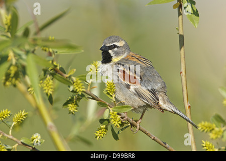 Dead Sea Sparrow, Moabsperling, Passer moabiticus Stockfoto