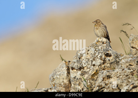 Sparrow, gestreift Rock Spatz Petronia Petronia, Steinsperling Rock Stockfoto