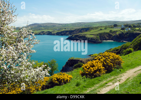 Crab Apple Tree und Ginster Büsche blühen auf der Pembrokeshire Coast of Wales, UK Stockfoto