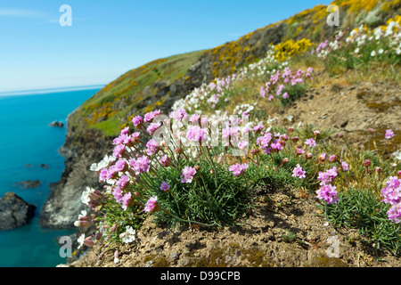 Meer Rosa (Armeria Maritima) wachsen auf den Pembrokeshire Coast of Wales, UK Stockfoto