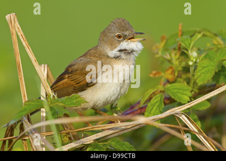 Gemeinsamen Whitethroat, Whitethroat, Sylvia Communis, Dorngrasmücke Stockfoto