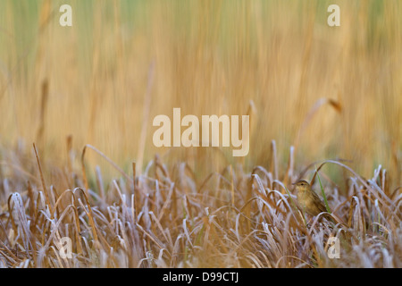 Feldschwirl, Grasshopper Warbler, Locustella Naevia, Feldschwirl, gemeinsame Grasshopper Warbler, gemeinsame Grasshopper Warbler Stockfoto