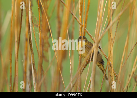 Feldschwirl, Grasshopper Warbler, Locustella Naevia, Feldschwirl, gemeinsame Grasshopper Warbler, gemeinsame Grasshopper Warbler Stockfoto