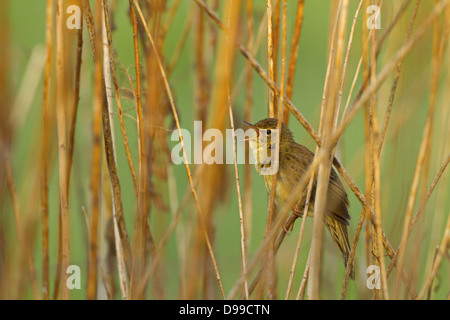 Feldschwirl, Grasshopper Warbler, Locustella Naevia, Feldschwirl, gemeinsame Grasshopper Warbler, gemeinsame Grasshopper Warbler Stockfoto