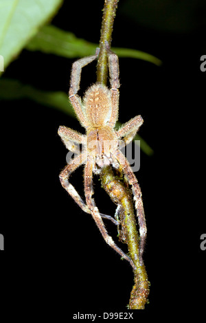 Wandernde Giftspinne (Phoneutria SP.) auf einem Ast im Regenwald Ecuadors Stockfoto