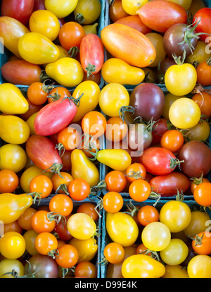 Frisch gepflückten gemischten Cherry-Tomaten auf dem Display in Pint Boxcontainer auf dem Bauernmarkt Stockfoto