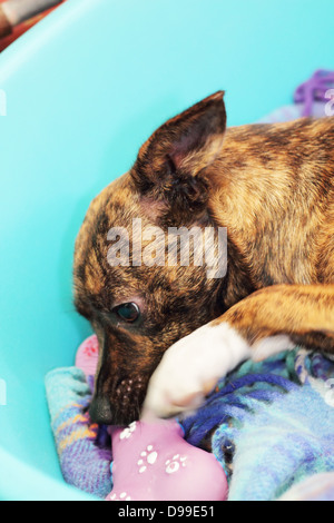 Australian Cattle Dog Welpen Stockfoto