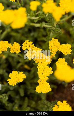 Garten in voller Blüte an sonnigen Sommertag. Stockfoto