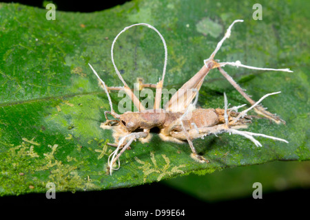 Cricket parasitiert und getötet durch Cordyceps Pilz im ecuadorianischen Amazonasgebiet Stockfoto